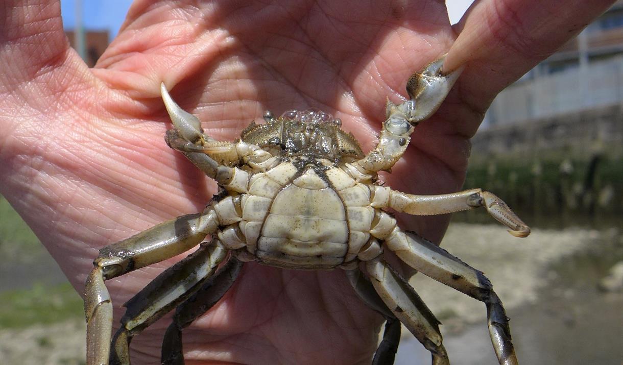 Crab Hunting