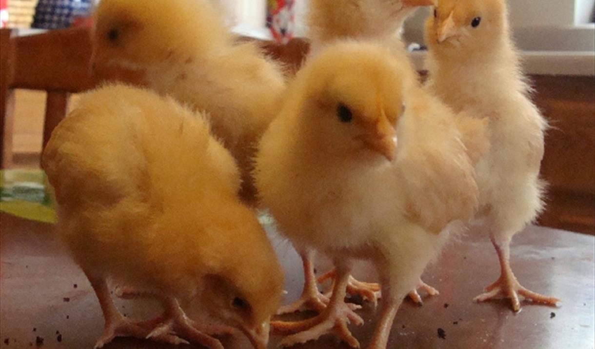 Come along to the Egg-cellent Easter Trail at the Woodlands Farm Trust