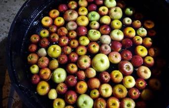Celebrate the nation’s favourite fruit at the Woodlands Farm Trust