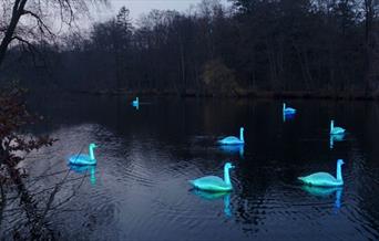 A regatta of 12 life-sized swans perform a poetic ballet on the surface of the Royal Victoria Dock