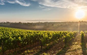 Davy’s Wine School will take you on a deep-dive through some of the world’s most coveted wine styles and iconic wine region