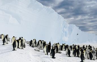 Exposure: Lives at Sea - A Neighbourly Visit to the Penguins © Michał Krzysztofowic