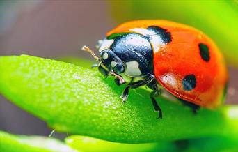Join Kevin Godby for a monthly walk to discover edible plants