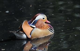 A beautiful Mandarin Duck in the pond at Maryon Wilson Park in Charlton, Greenwich.