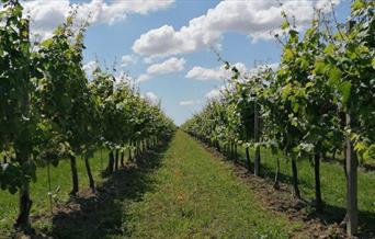 Step into the captivating world of Davy’s wine tastings, offering unique opportunities to sample wines from the world’s great wine producing regions