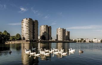 Swans swimming across a lake in Thamesmead.