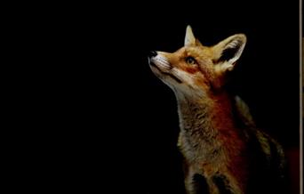 An original story by Matt Grinter about a young girl who is turning into a fox