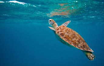 Celebrating World Ocean Day