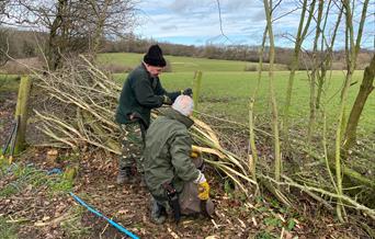 Hedge Laying Experience Day