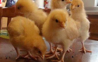 Come along to the Egg-cellent Easter Trail at the Woodlands Farm Trust