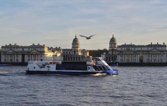 City Cruises boat in front of the Old Royal Naval College famous domes, with a seagull flying past