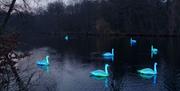 A regatta of 12 life-sized swans perform a poetic ballet on the surface of the Royal Victoria Dock
