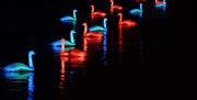 A regatta of 12 life-sized swans perform a poetic ballet on the surface of the Royal Victoria Dock