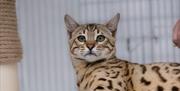 Show Cat - Bengal
