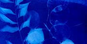 Learn how to create beautiful blue and white cyanotypes from natural resources and digital negatives, including one created from a selection of plants