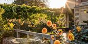 Orange Flowers in front of Eltham Palace