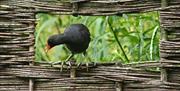 Learn about the Ecology Park and spot some of the birds of Greenwich Peninsula