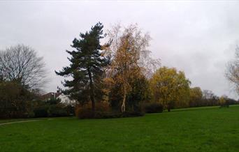 Image from within Horn Park with green grass and big trees