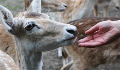 Feeding the deer by hand at Maryon Wilson Animal Park in Charlton, Greenwich