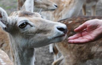 Feeding the deer by hand at Maryon Wilson Animal Park in Charlton, Greenwich