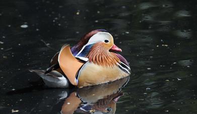 A beautiful Mandarin Duck in the pond at Maryon Wilson Park in Charlton, Greenwich.