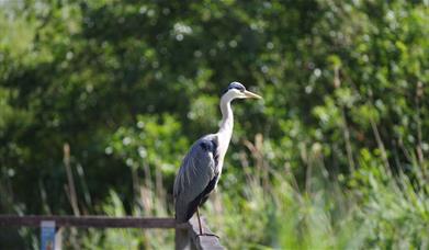 A grey heron sittiing on the fence of Greenwich Peninsula Ecology Park