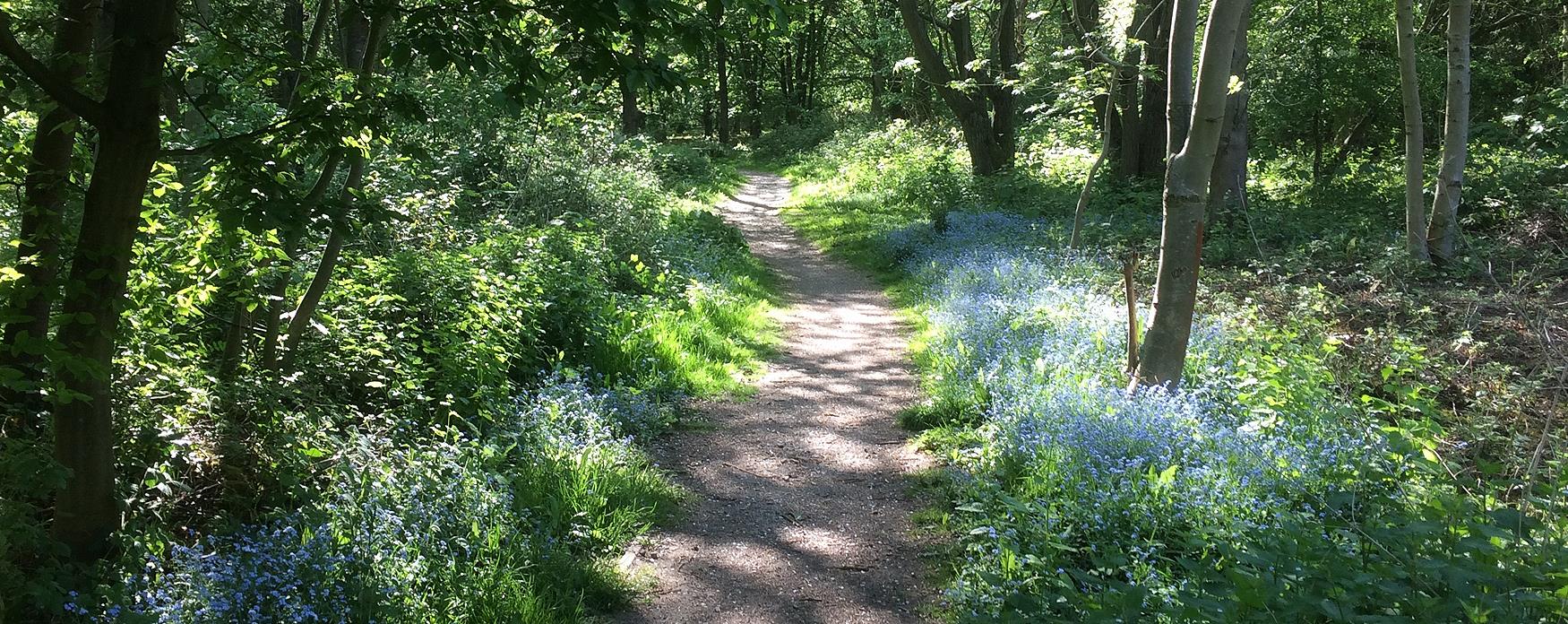 Roughtallys Wood in North Weald maintained by Epping Forest Countrycare