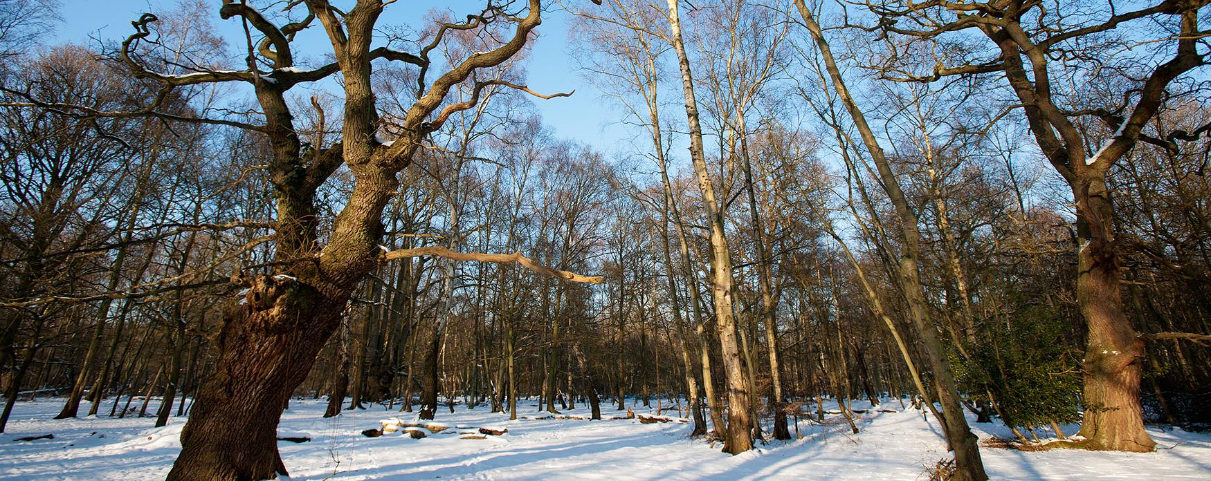 view of Epping Forest trees covered in snow
