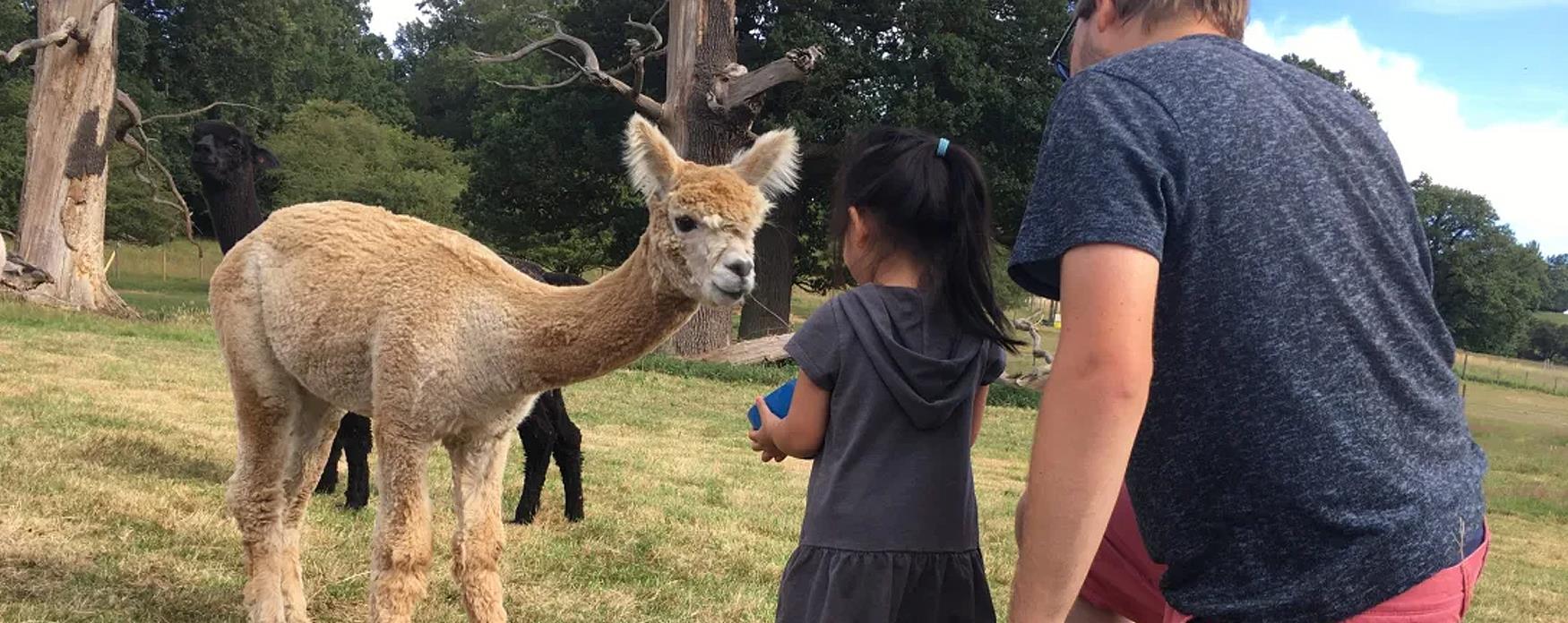 Child meeting an Alpaca near Epping Forest