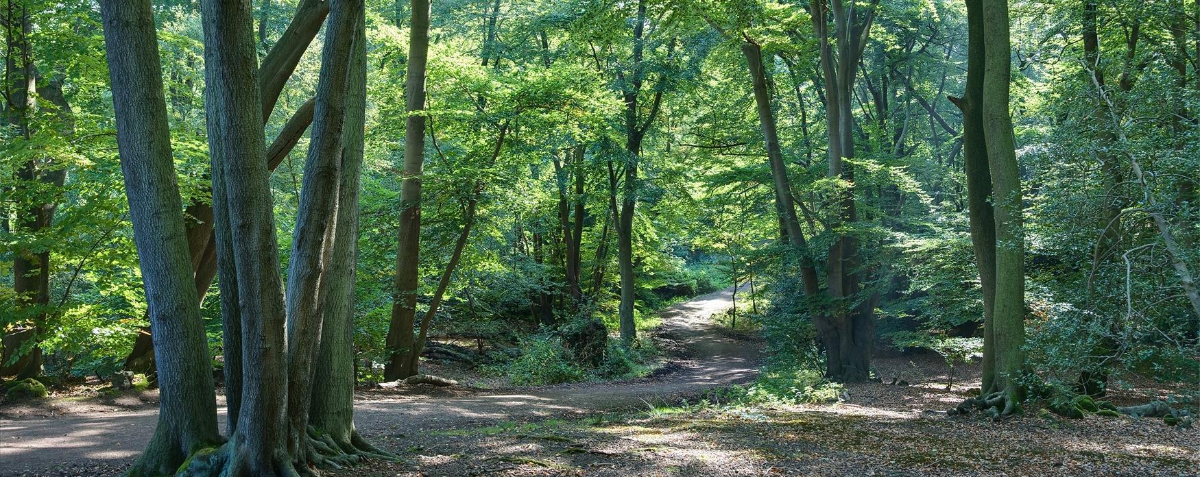 A view of the trees in Epping Forest