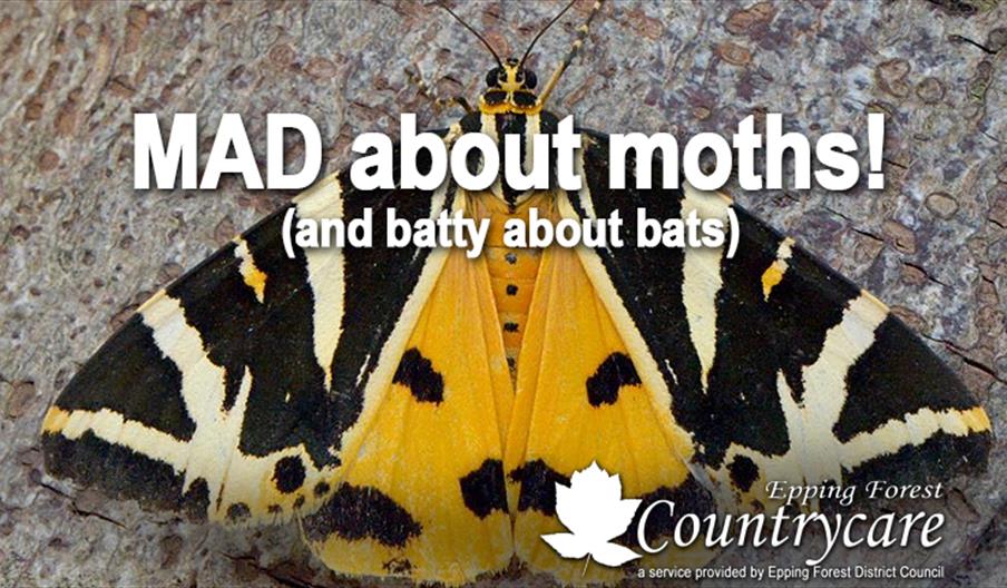 An evening discovering moths and bats at Weald Local Nature Reserve, North Weald