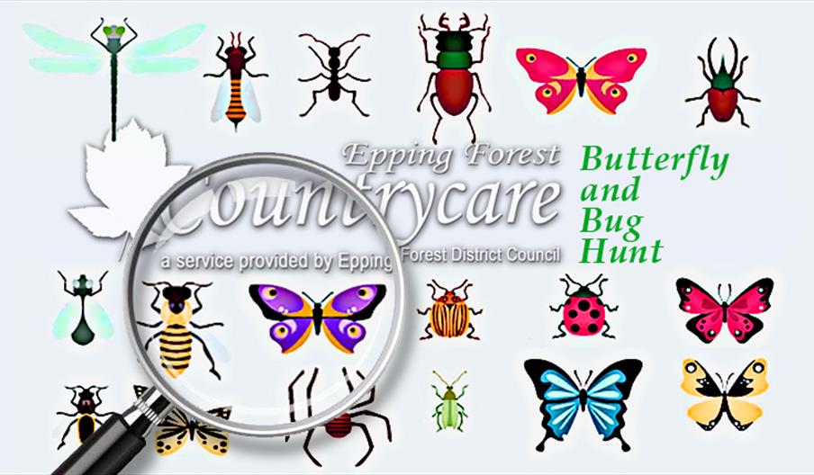 Countrycare Butterfly and Bug Hunt at Roding Valley Meadows