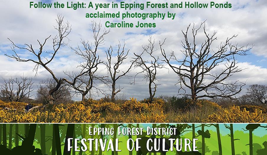 Photograph by Caroline Jones from her book Follow the Light: A year in Epping Forest and Hollow Ponds’