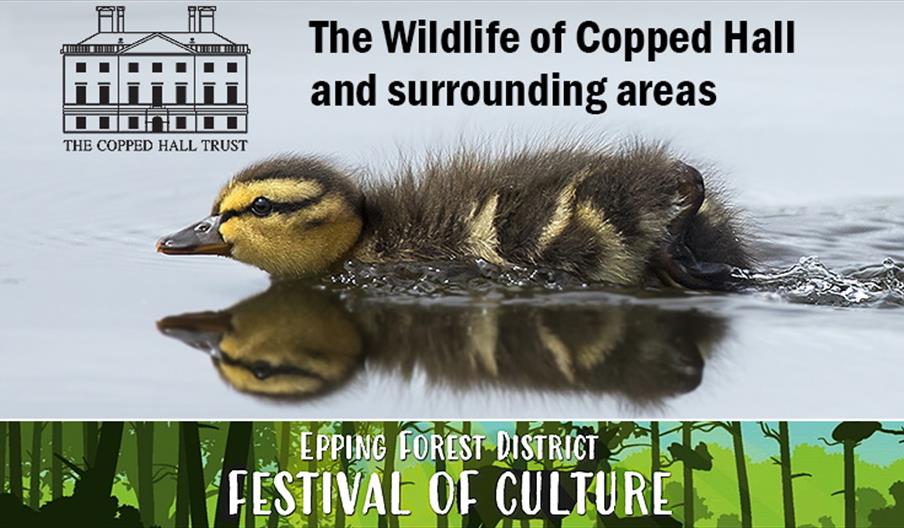 The Wildlife of Copped Hall and surrounding areas