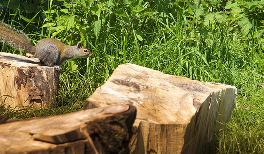 Wildlife at Debden House Campsite, Epping Forest.