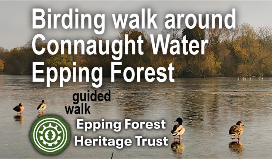 Epping Forest Heritage Trust guided walk with RSPB looking at birds in Epping Forest.