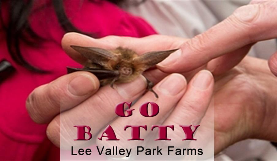 Go Batty at Lee Valley Farms