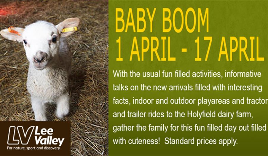 Picture of a lamb at Lee Valley Park Farm