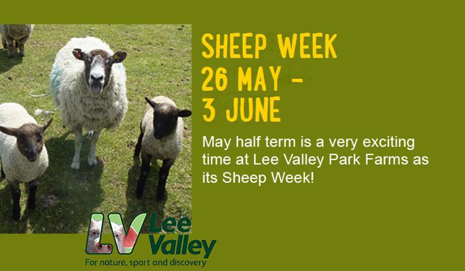 Sheep Week at Lee Valley Farms.