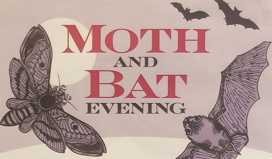 Moth and Bat evening.