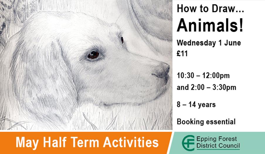 How to draw animals, half-term activity at Epping Forest District Museum