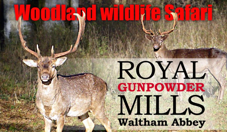 Woodland Wildlife Safari at the Royal Gunpowder Mills, Waltham Abbey.