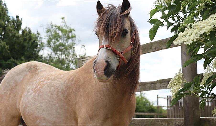 Elvis at Redwings Horse Sanctuary