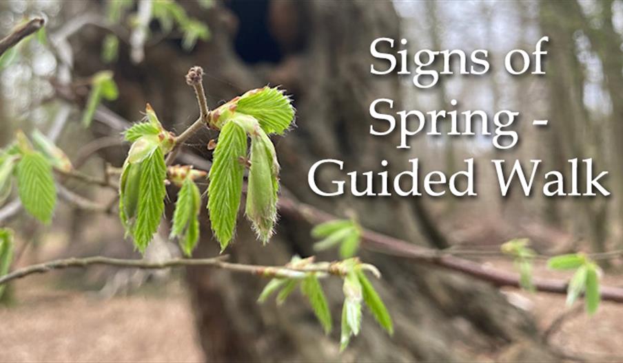 Signs of Spring in Bufferland - Epping Forest Guided Walk