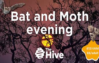 Bat and Moth evening at The Hive