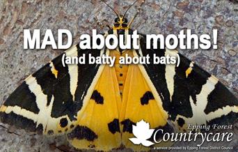 An evening discovering moths and bats at Weald Local Nature Reserve, North Weald