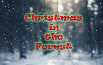 Christmas in the Forest