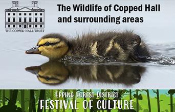 The Wildlife of Copped Hall and surrounding areas