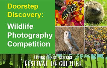 Epping Forest Wildlife Photography Competition