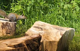 Wildlife at Debden House Campsite, Epping Forest.